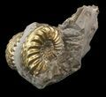 Pyritized Pleuroceras Ammonite Cluster - Germany #42770-1
